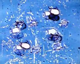 佩奥特掌女王封面图