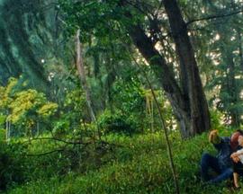 榴莲，榴莲封面图