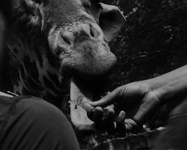 大理石纹金眼封面图