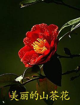 美丽的山茶花封面图
